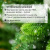 Ель новогодняя искусственная "Royal Green" 90 см, литой ПЭТ+ПВХ, зеленая, ЗОЛОТАЯ СКАЗКА, 591710 Ель новогодняя искусственная "Royal Green" 90 см, литой ПЭТ+ПВХ, зеленая, ЗОЛОТАЯ СКАЗКА, 591710